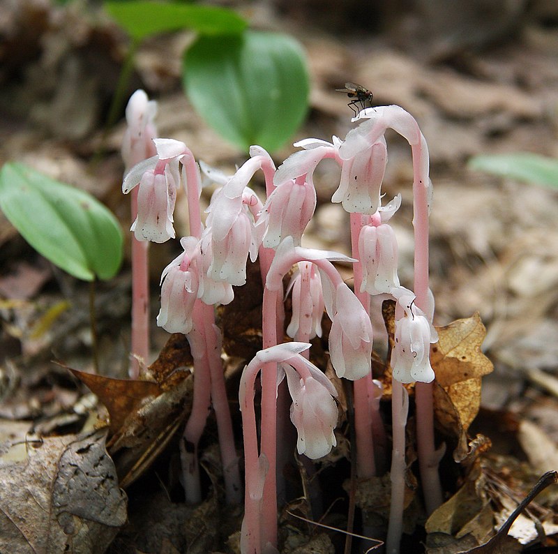 A cluster of small pinkish-white flowers pushing up through the soil.